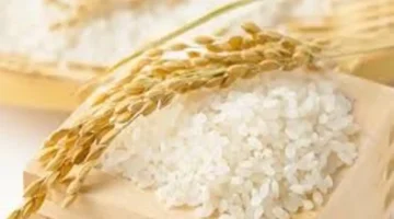 توقعات بتصدير تايلاند 7.9 مليون طن أرز بعائدات تلامس 4.5 مليار دولار